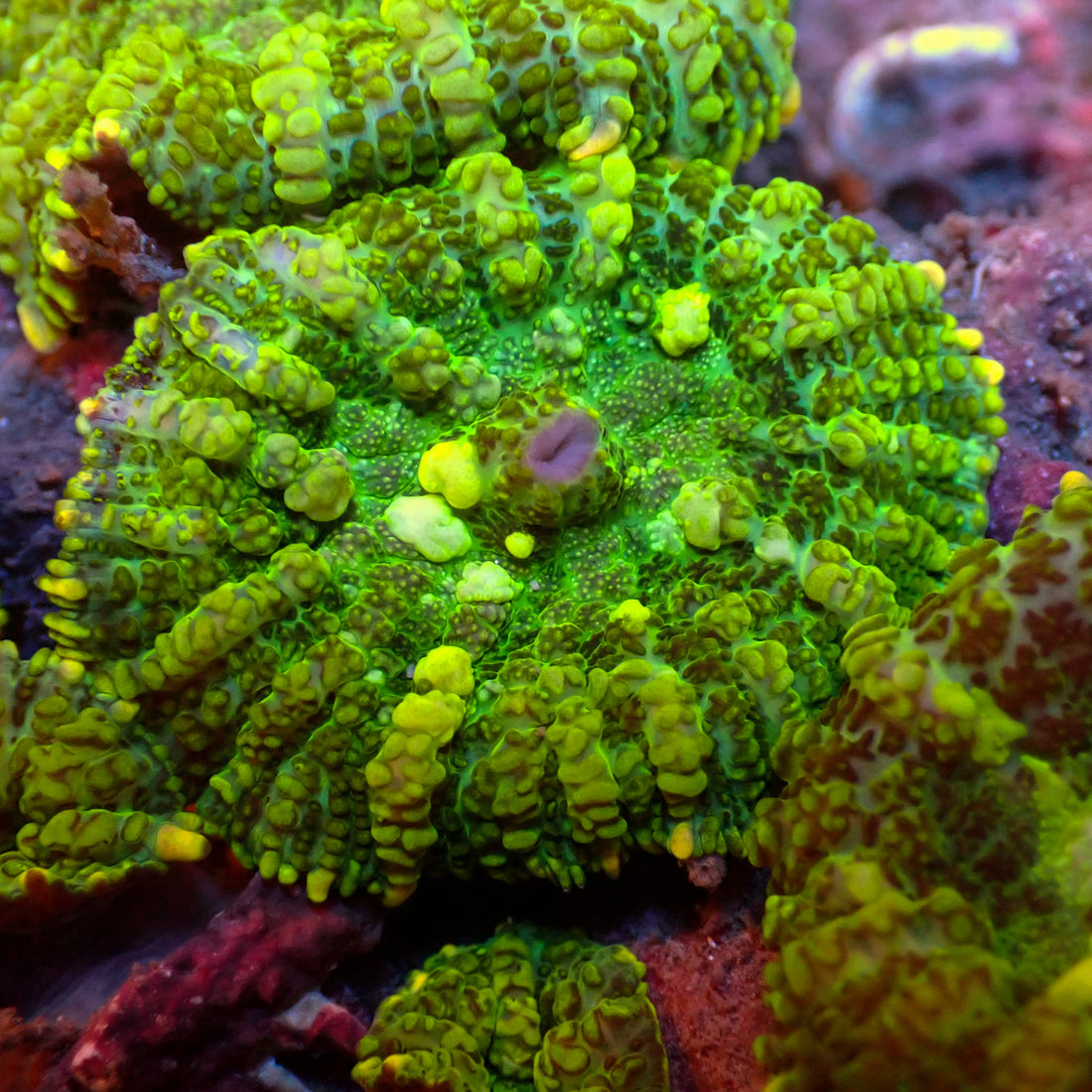 Green Star Bounce Rhodactis Mushroom - Corals Anonymous