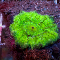 Green Discosoma Mushroom

