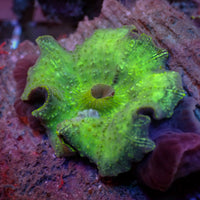 Green Discosoma Mushroom
