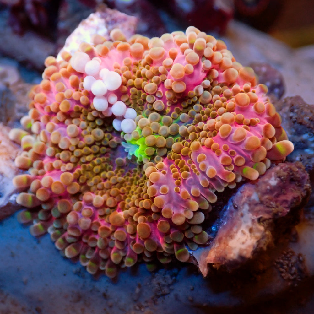 WYSIWYG Ultra Rainbow Pink Power Yuma Mushroom - Corals Anonymous