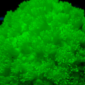 Radioactive Glow Goniopora (1" Frag) - Corals Anonymous