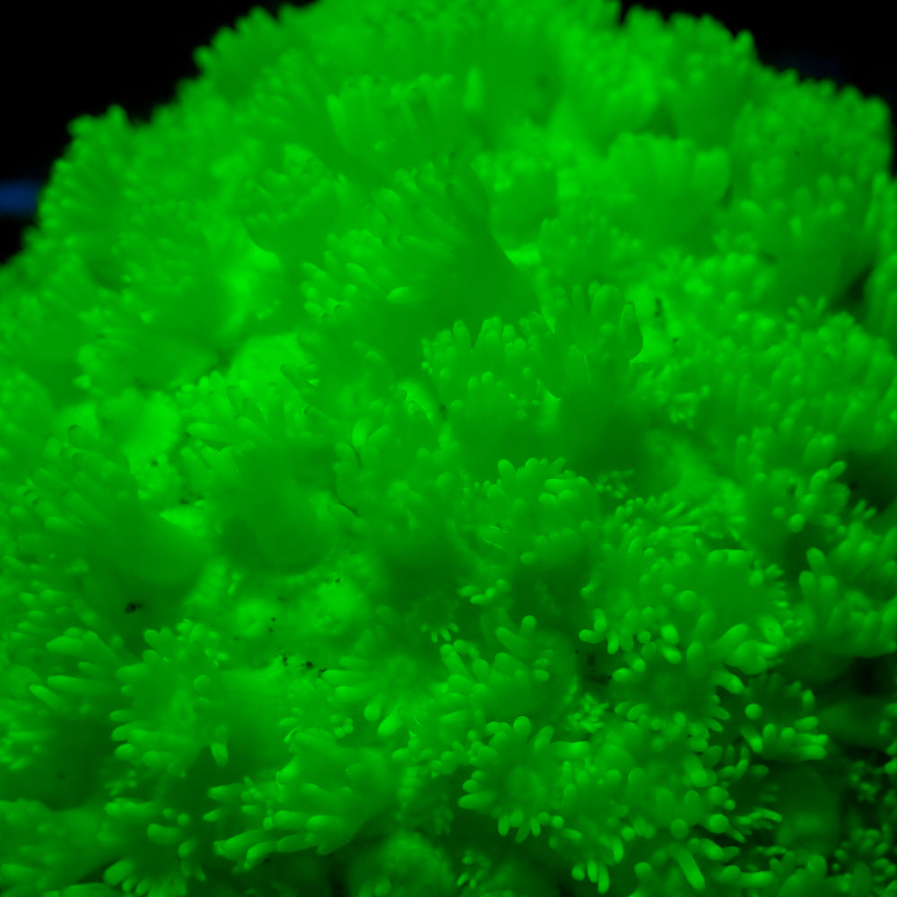Radioactive Glow Goniopora (1