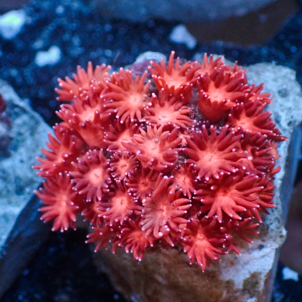 WYSIWYG Pink Tip Peach Goniopora Colony (0.5-1