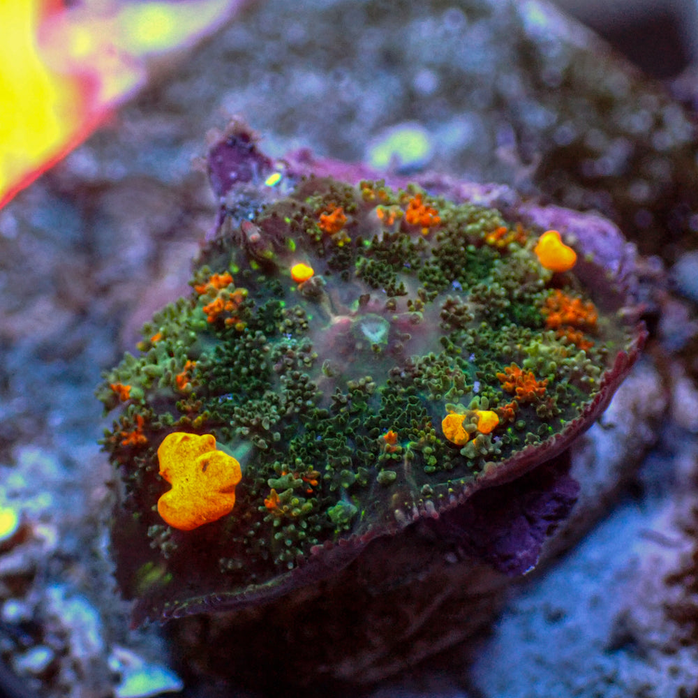 WYSIWYG Jackpot Bounce Rhodactis Mushroom - Corals Anonymous