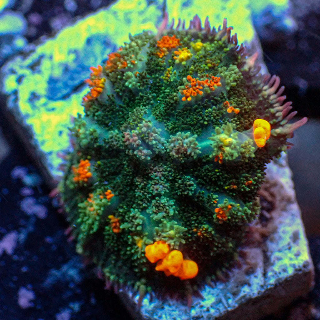 WYSIWYG Jackpot Bounce Rhodactis Mushroom - Corals Anonymous