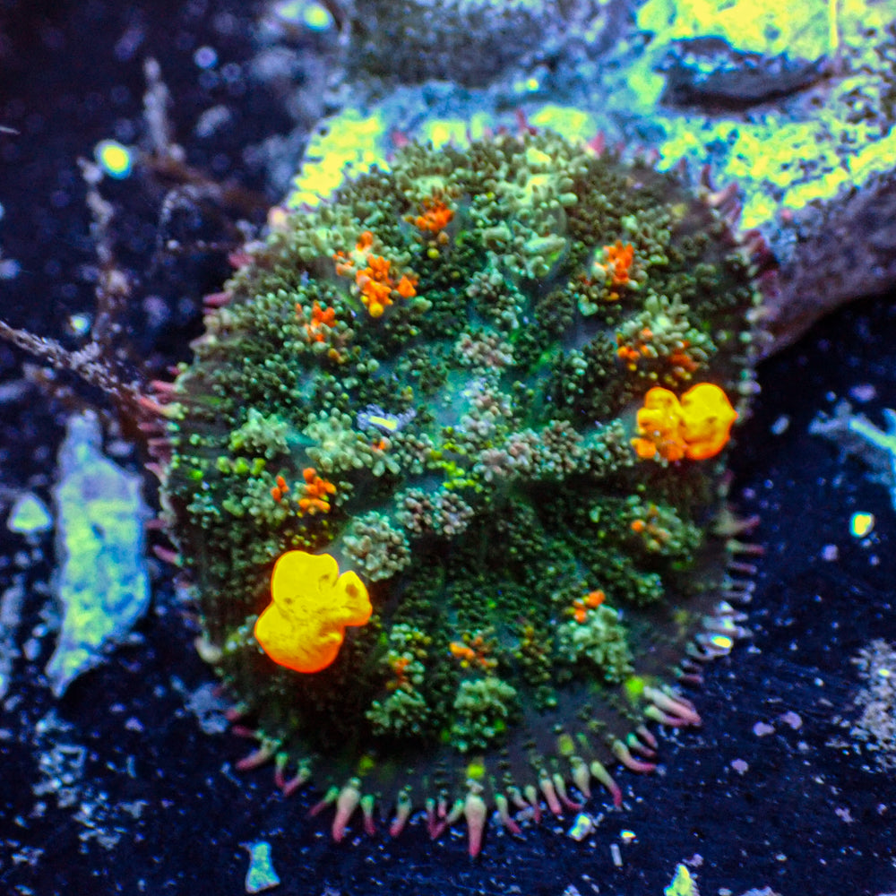 WYSIWYG Jackpot Bounce Rhodactis Mushroom - Corals Anonymous