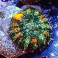 WYSIWYG Jackpot Bounce Rhodactis Mushroom - Corals Anonymous