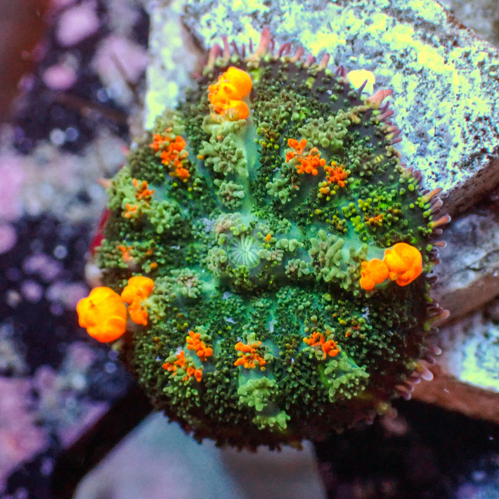 WYSIWYG Jackpot Bounce Rhodactis Mushroom - Corals Anonymous