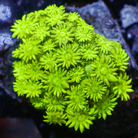 WYSIWYG Multicolor Banana Craze Goniopora Colony (0.5-1")