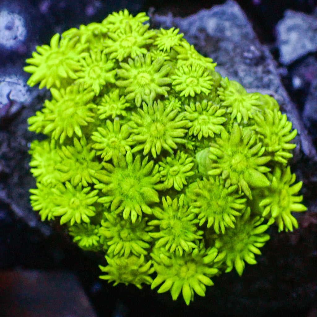 WYSIWYG Multicolor Banana Craze Goniopora Colony (0.5-1") - Corals Anonymous