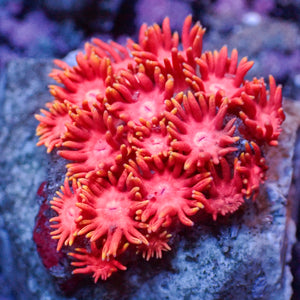 WYSIWYG Pink Sakura Rainbow Goniopora Colony (.5-1") - Corals Anonymous