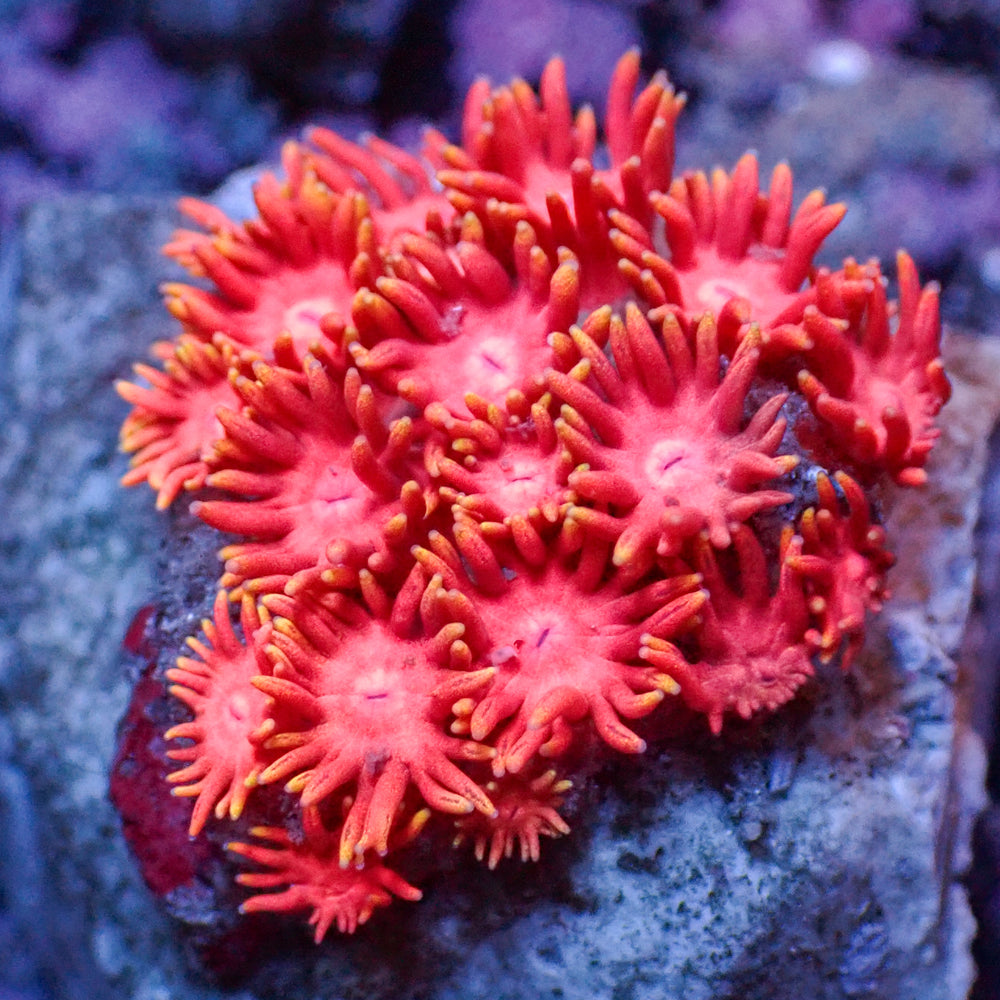 WYSIWYG Pink Sakura Rainbow Goniopora Colony (.5-1