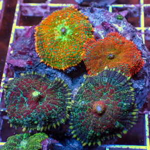 WYSIWYG Rainbow Rhodactis Mushroom Combo Colony (4 Polyps) - Corals Anonymous