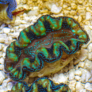 WYSIWYG Blue Tigress Tridacna Crocea Clam (Aquaculture)