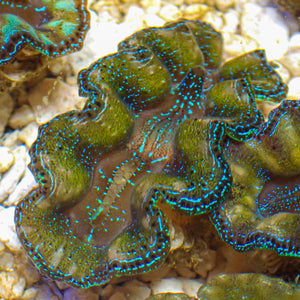 WYSIWYG Ultra Gold Rim Blue Tridacna Crocea Clam (1.5-2") (Aquaculture)