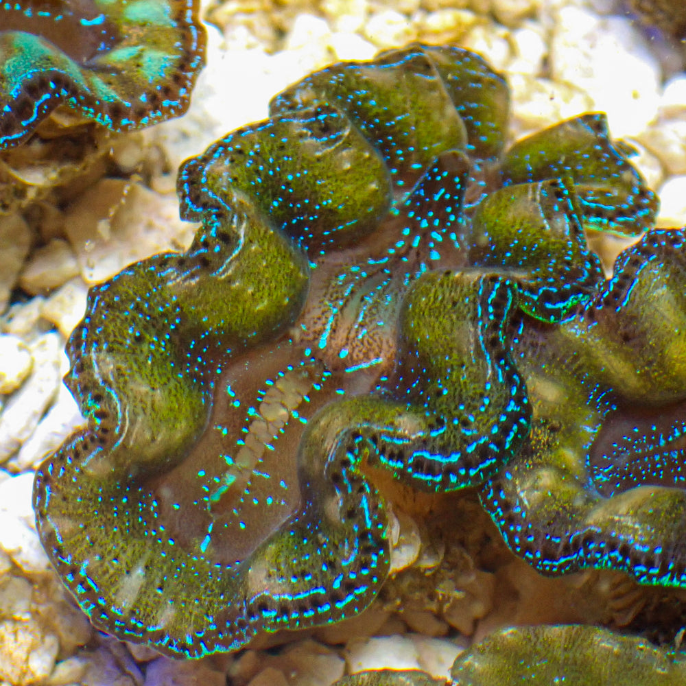 WYSIWYG Ultra Gold Rim Blue Tridacna Crocea Clam (1.5-2