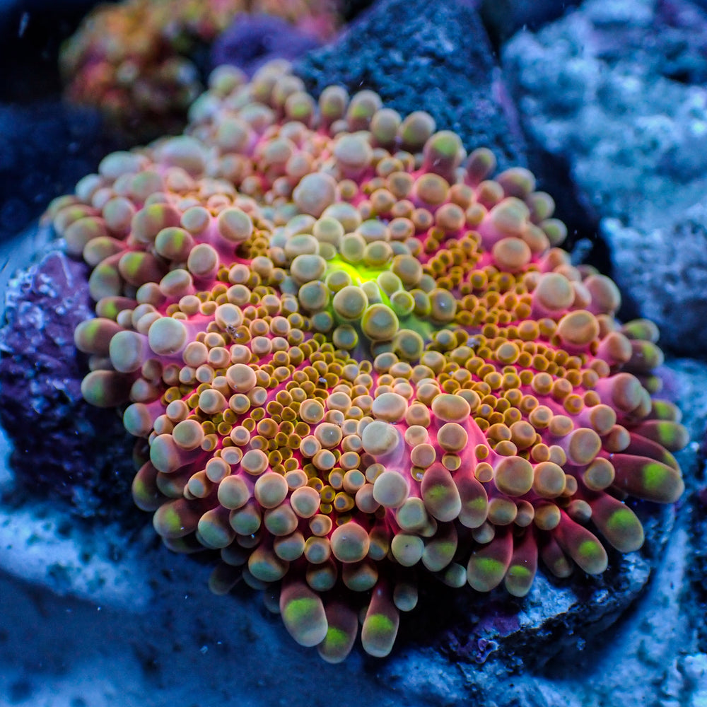 WYSIWYG Ultra Rainbow Pink Power Yuma Mushroom - Corals Anonymous