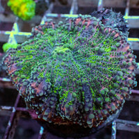 WYSIWYG XL Toxic Violet Yuma Mushroom (1-2")