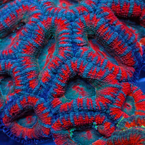 Patriot Acans (2-3 Polyps)