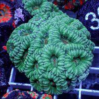 aussie bright teal acans