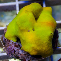 Highlighter Yellow Sponge (Stylotella aurantium)
