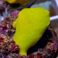 Highlighter Yellow Sponge (Stylotella aurantium)
