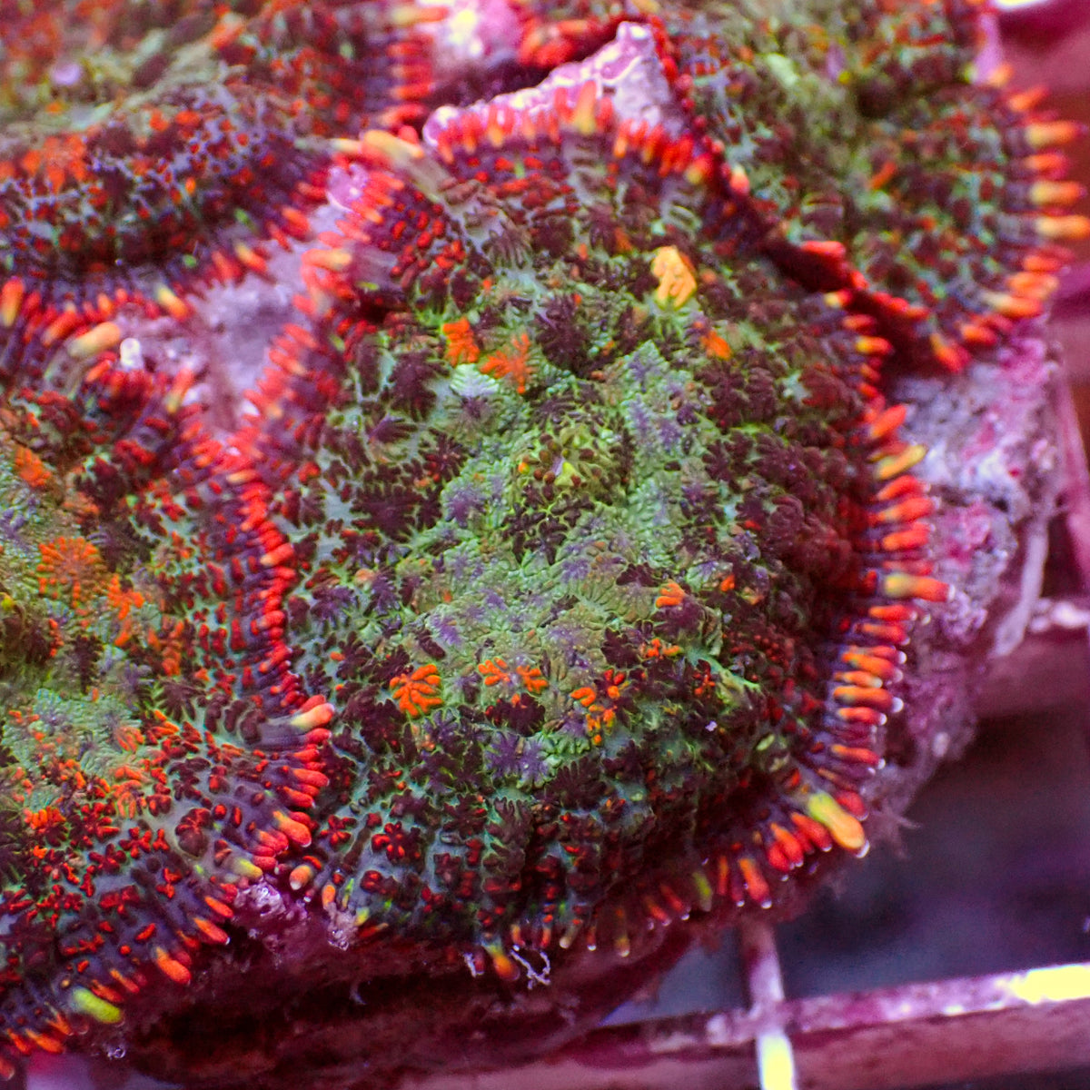 Wildfire Rhodactis Mushroom - Corals Anonymous