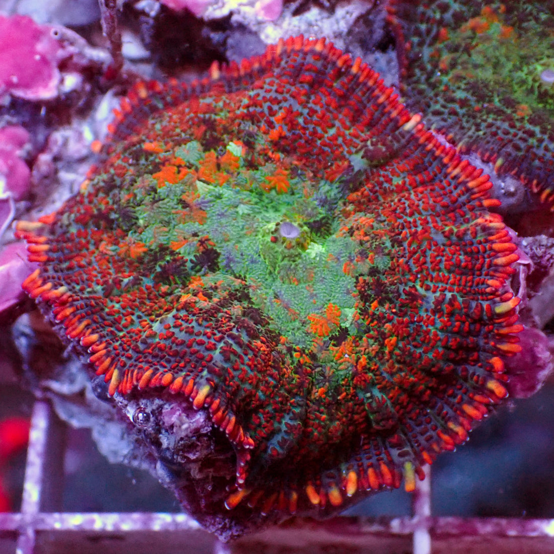 Wildfire Rhodactis Mushroom - Corals Anonymous