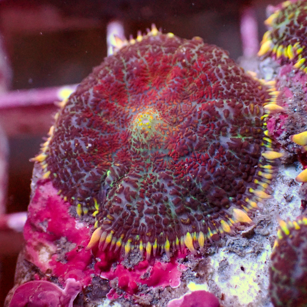 Deadshot Rhodactis Mushroom - Corals Anonymous
