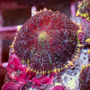 Deadshot Rhodactis Mushroom