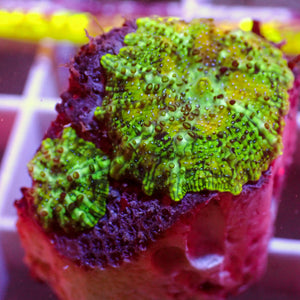 WYSIWYG Spotted Acid Trip Gold Discosoma Mushroom Combo (2 Polyps)