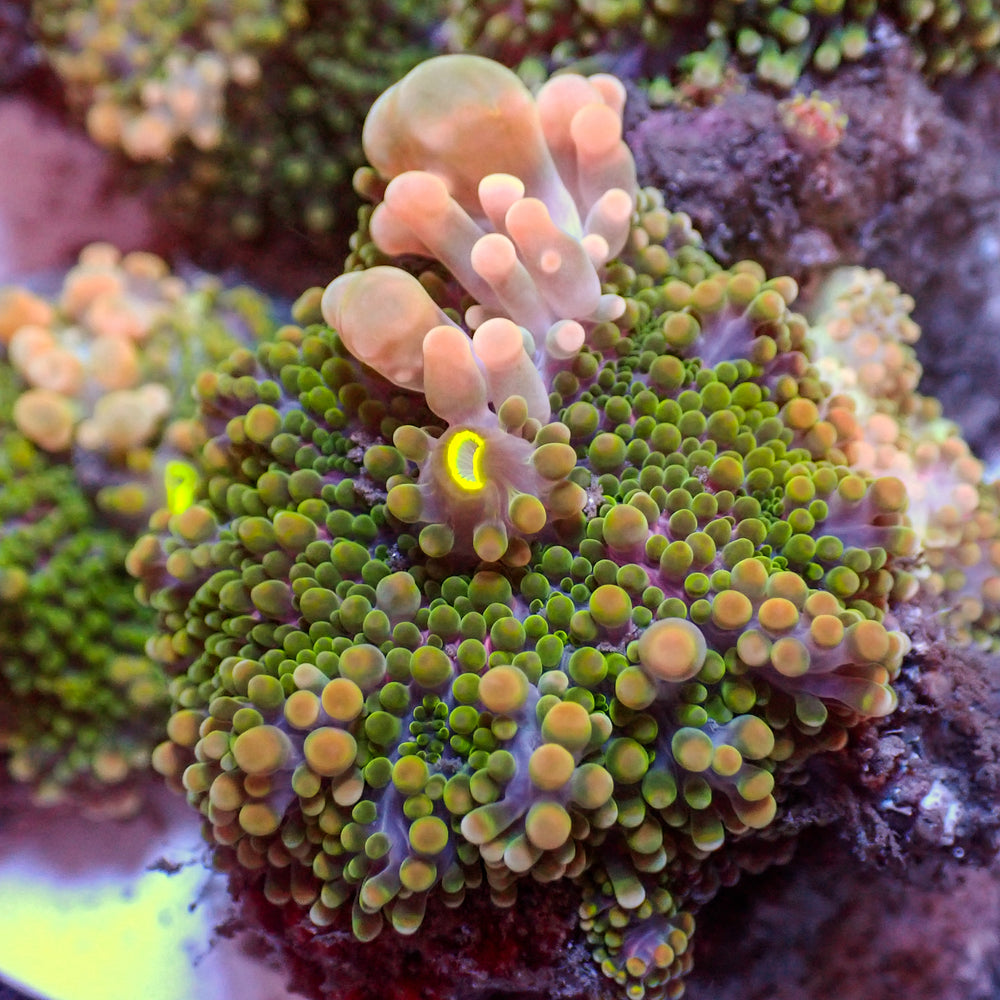 WYSIWYG Cherry Blossom Bounce Rainbow Yuma Mushroom (1-2