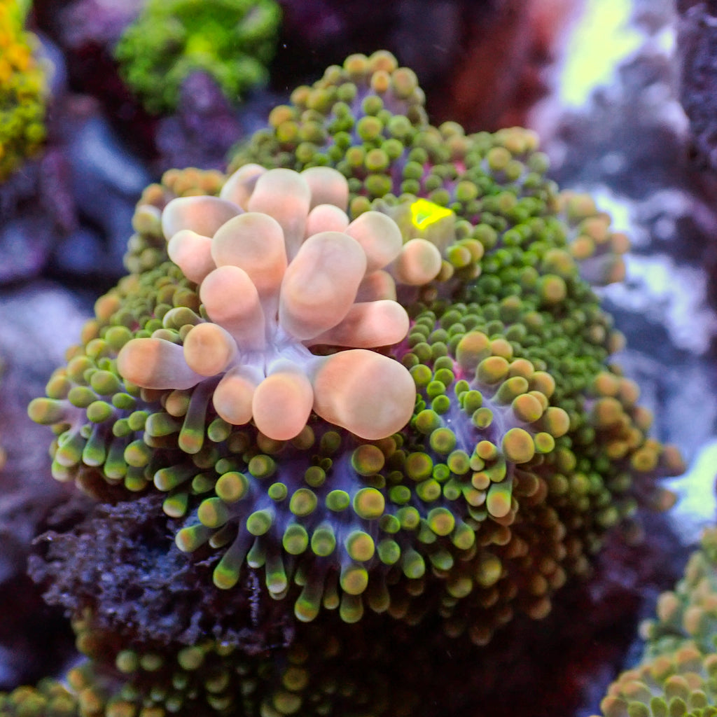 WYSIWYG Cherry Blossom Bounce Rainbow Yuma Mushroom (1-2") - Corals Anonymous