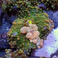 WYSIWYG Cherry Blossom Bounce Rainbow Yuma Mushroom (1-2") - Corals Anonymous