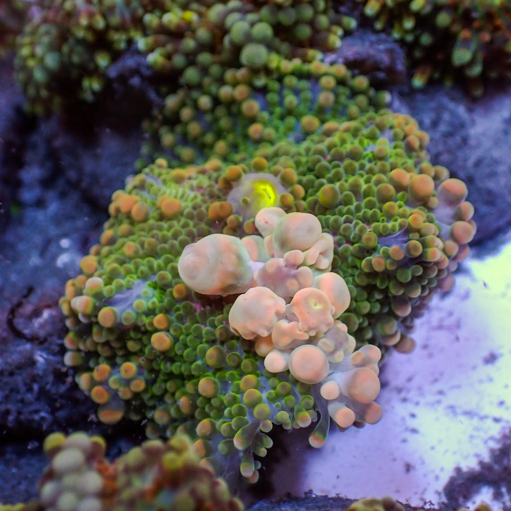 WYSIWYG Cherry Blossom Bounce Rainbow Yuma Mushroom (1-2") - Corals Anonymous