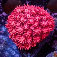 WYSIWYG Ultra Cherry Burst Goniopora Colony (1-2")