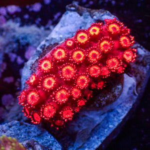 WYSIWYG Bright Superman Red Goniopora (1-2")