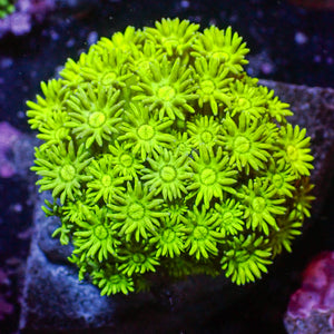 WYSIWYG Multicolor Banana Craze Goniopora Colony (0.5-1")