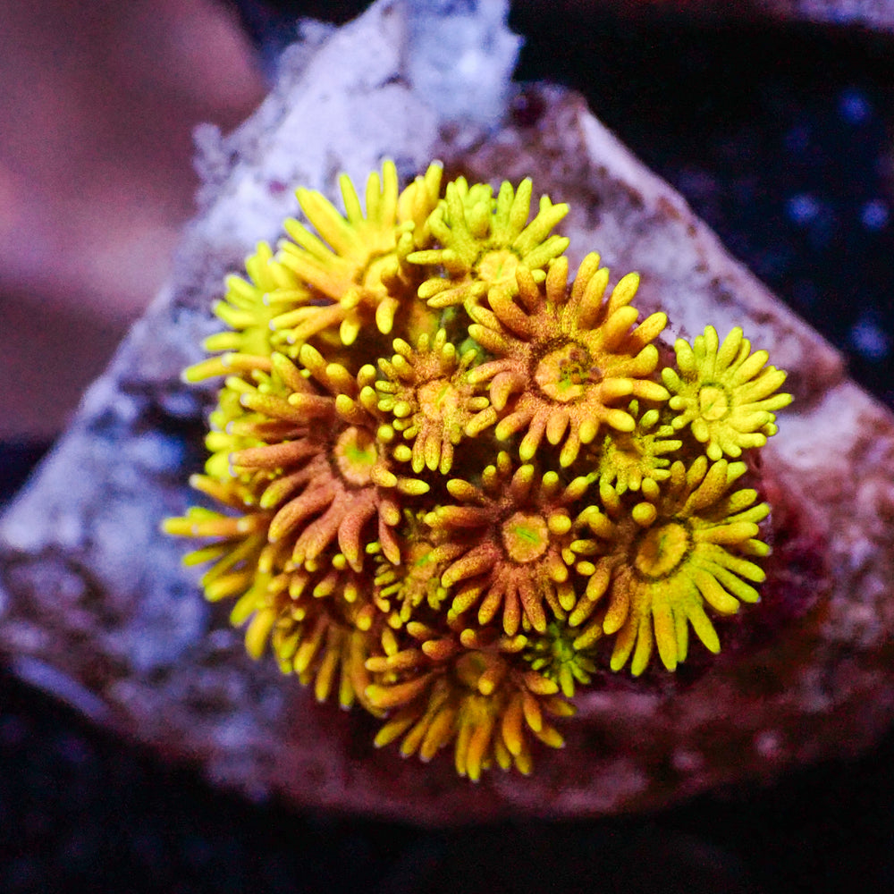 WYSIWYG Rainbow Hippie Dream Goniopora (0.5-1