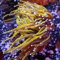 WYSIWYG CA 24k Indo Gold Torch Colony (2 Polyps)