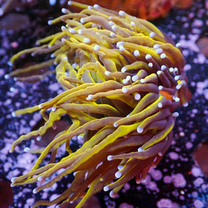 WYSIWYG CA 24k Indo Gold Torch Colony (2 Polyps)