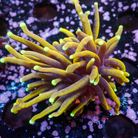 WYSIWYG Sun God Torch (1 Polyp)