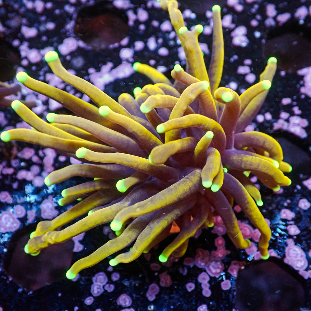 WYSIWYG Sun God Torch (1 Polyp)
