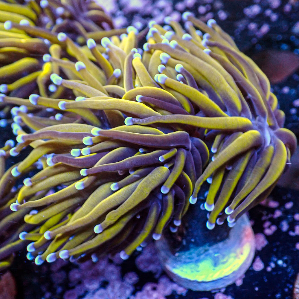 WYSIWYG CA 24k Gold Indo Torch Colony (4 Polyps) - Corals Anonymous