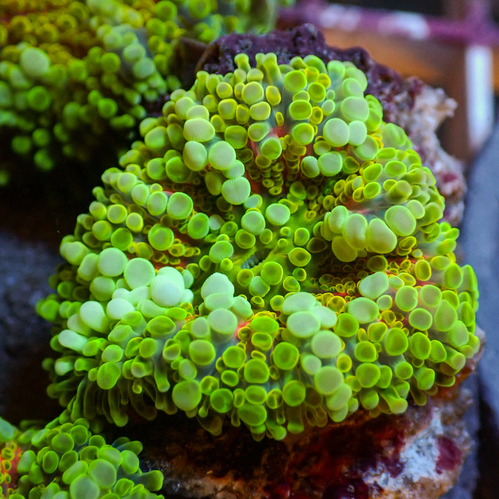 WYSIWYG Bubbly Kiwi Sunrise Yuma Mushroom - Corals Anonymous