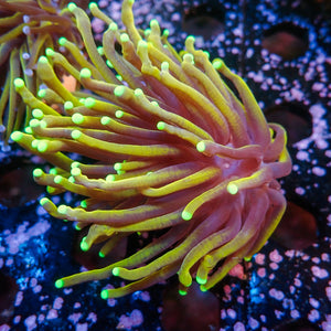 WYSIWYG Sun God Torch (2Polyps)