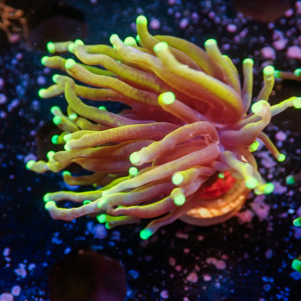 WYSIWYG Sun God Torch (1 Polyp)