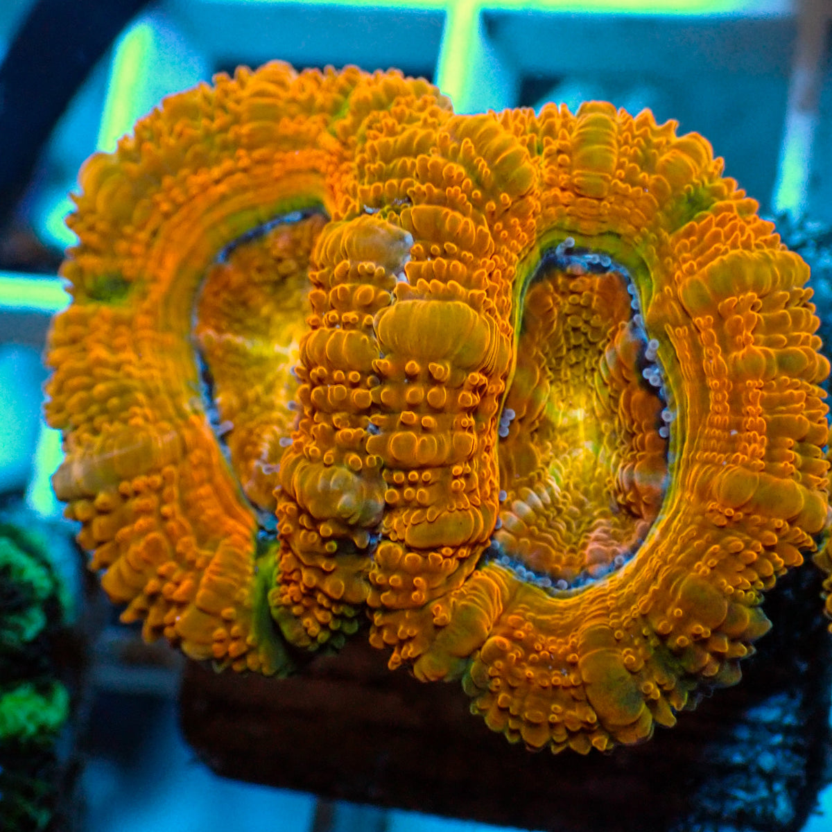 Citrus Sunrise Acans (2-3 Polyps) - Corals Anonymous