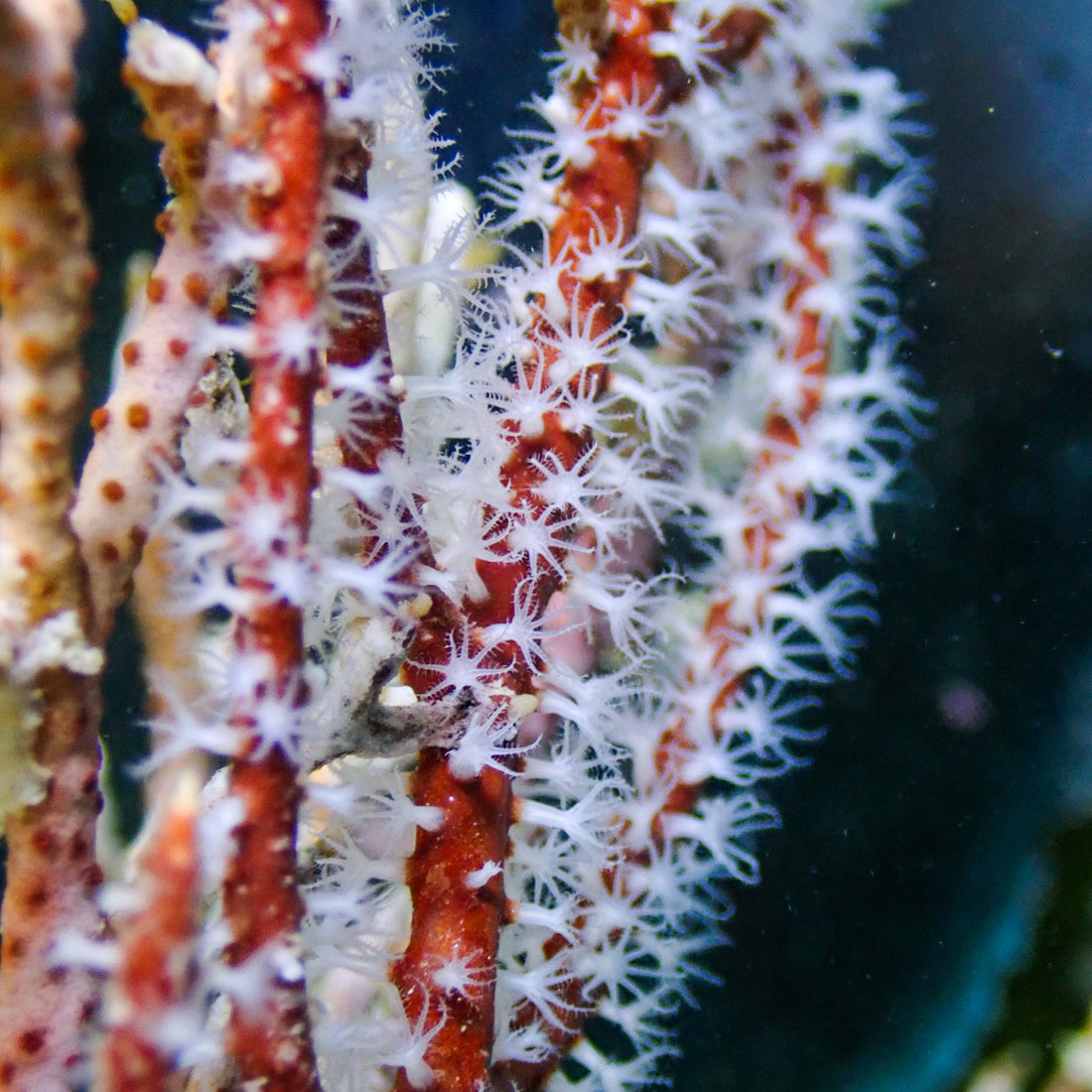 Maroon Sea Finger Gorgonian - Corals Anonymous