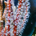 Maroon Sea Finger Gorgonian - Corals Anonymous